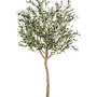 Olive tree 180cm