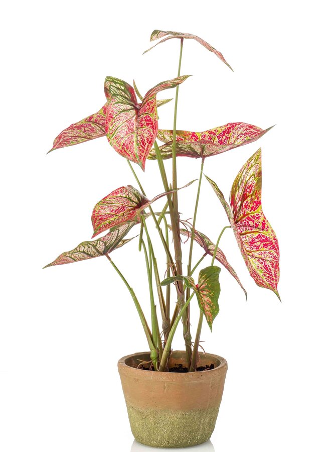 Caladium red/green in aged pot 60cm