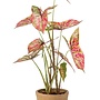 Caladium red/green in aged pot 60cm