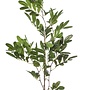 Pistacia spray 90cm