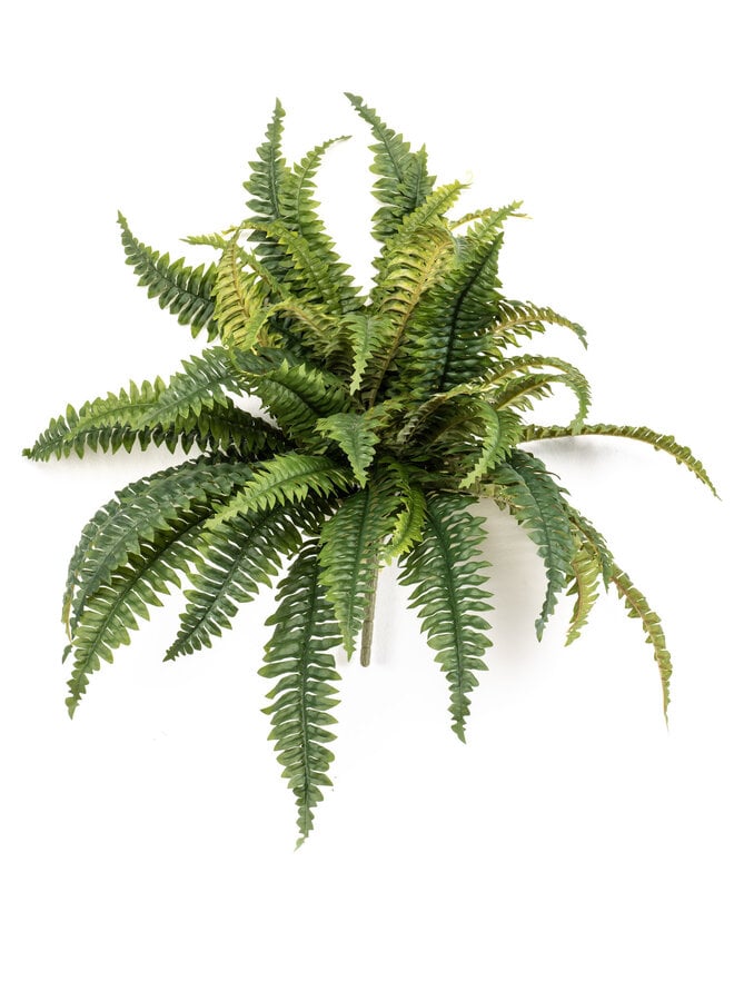 Fern boston bush 45cm