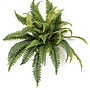 Fern boston bush 45cm