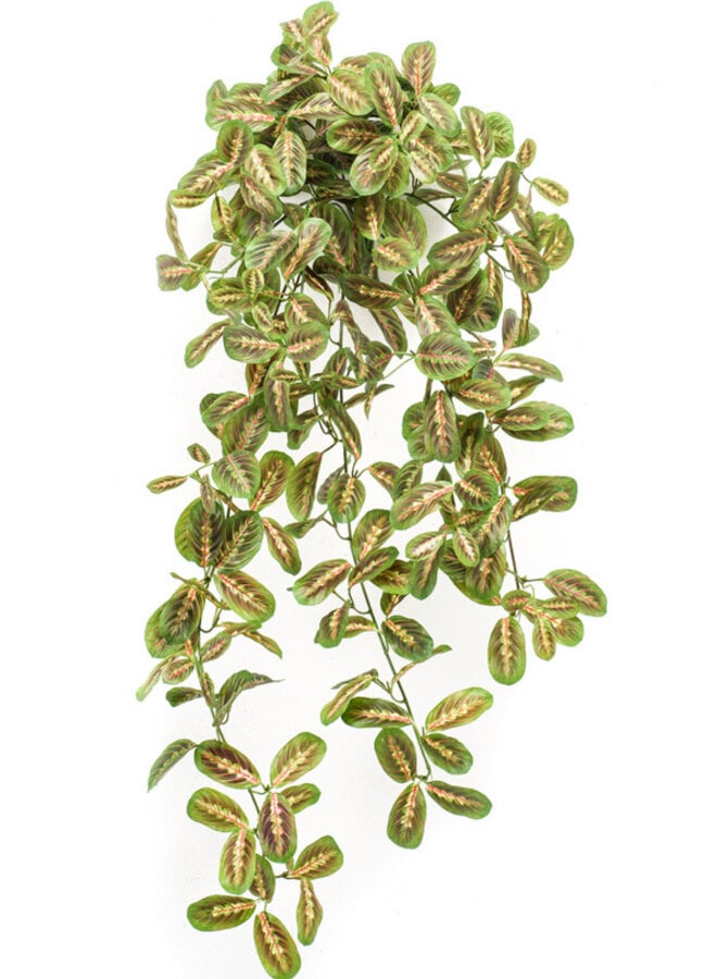 Maranta hanging bush multicolour 70