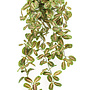 Maranta hanging bush multicolour 70