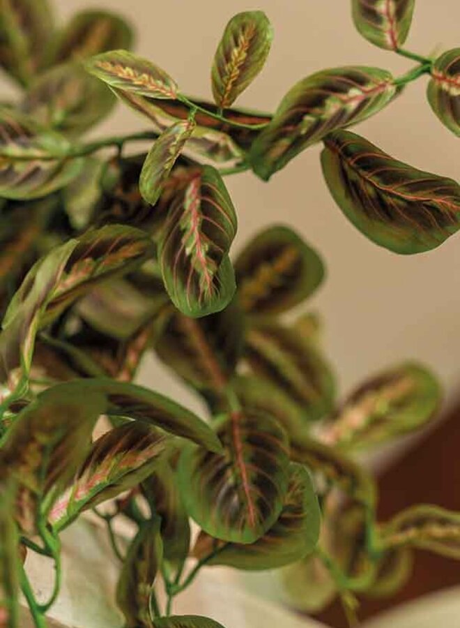 Maranta hanging bush multicolour 70