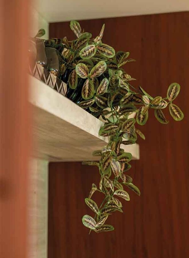 Maranta hanging bush multicolour 70