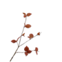 BLADTAK BRUIN 85 cm