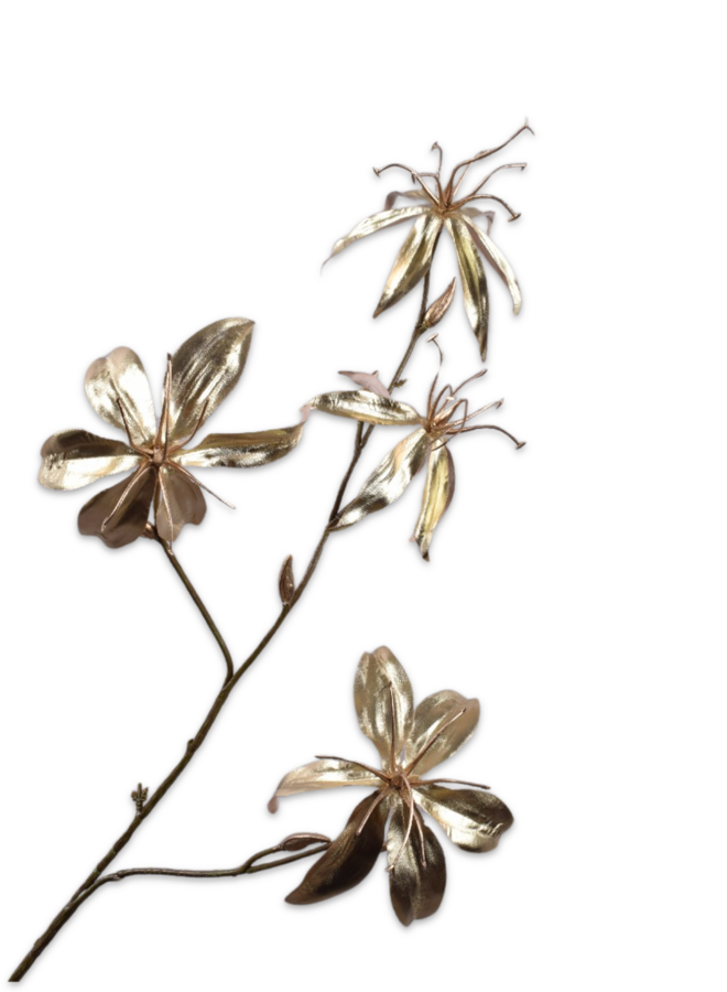GLORIOSA TAK CHAMPAGNE 80 cm