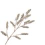 DISTEL TAK GROEN GRIJS 116 cm