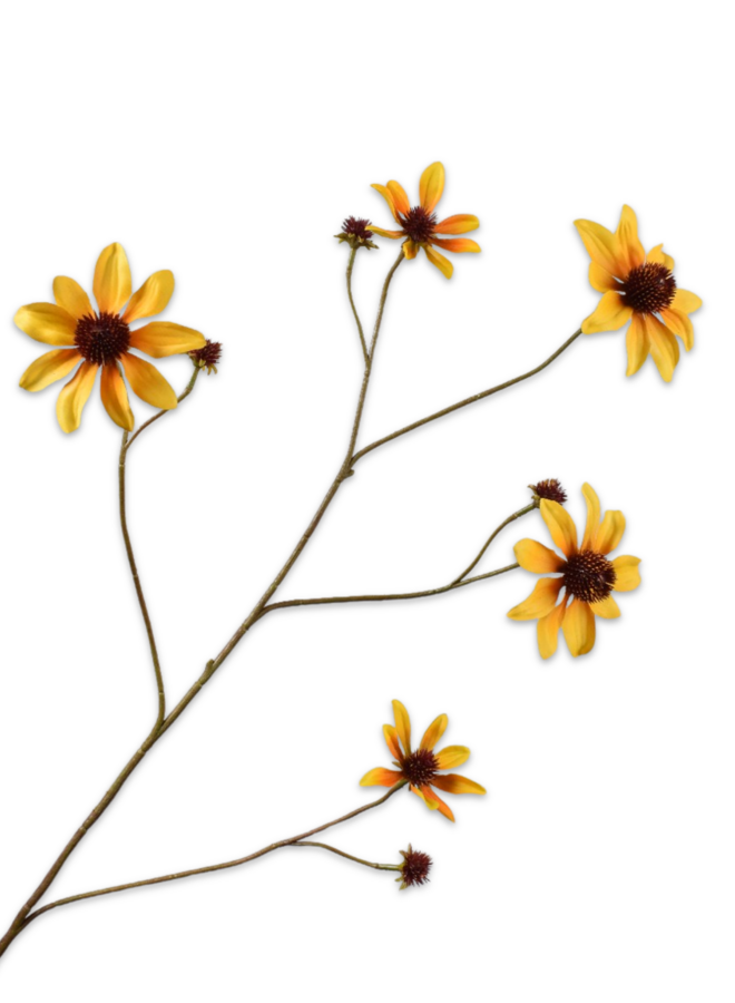 RUDBECKIA TAK GEEL  91 cm