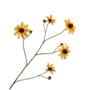RUDBECKIA TAK GEEL  91 cm