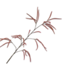 GRAS TAK ROZE  131 cm