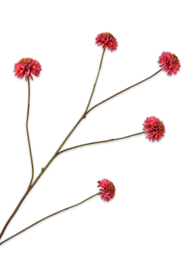 DAHLIA TAK BEAUTY 90 cm