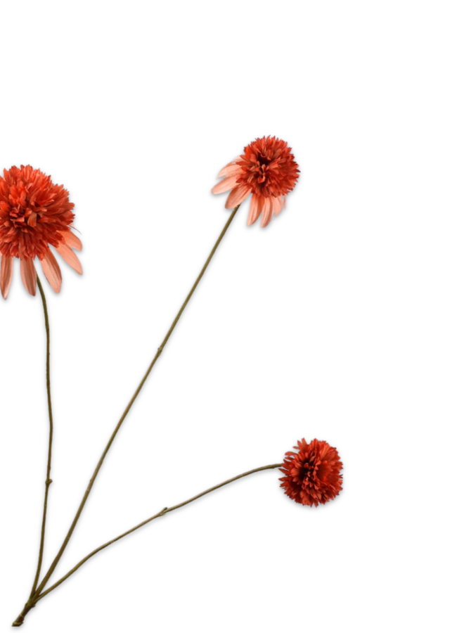 RUDBECKIA TAK ORANJE ROOD  66 cm