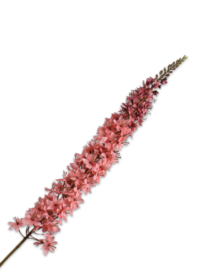 EREMURUS STEEL LICHT ROZE  109 cm