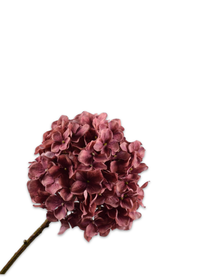 HORTENSIA STEEL ROZE  70 cm
