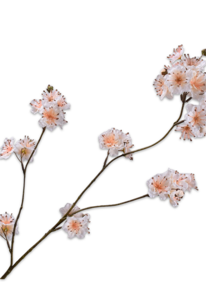 BLOESEM TAK CREME  84 cm