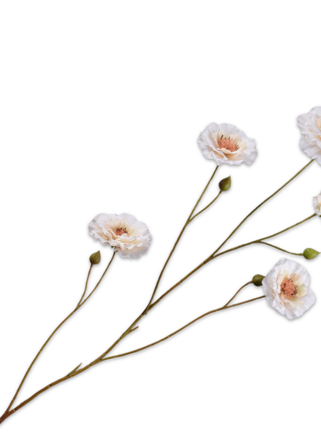 RANONKEL TAK CREME  93 cm