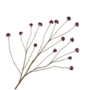 CALLICARPA TAK PAARS 94 cm