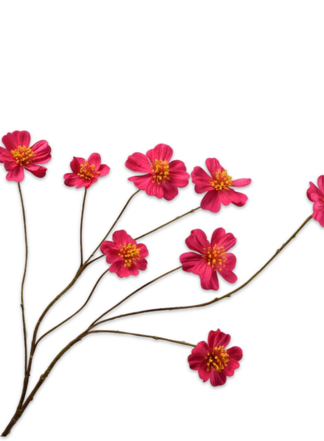 COSMOS TAK FUCHSIA 77 cm