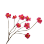 COSMOS TAK FUCHSIA 77 cm