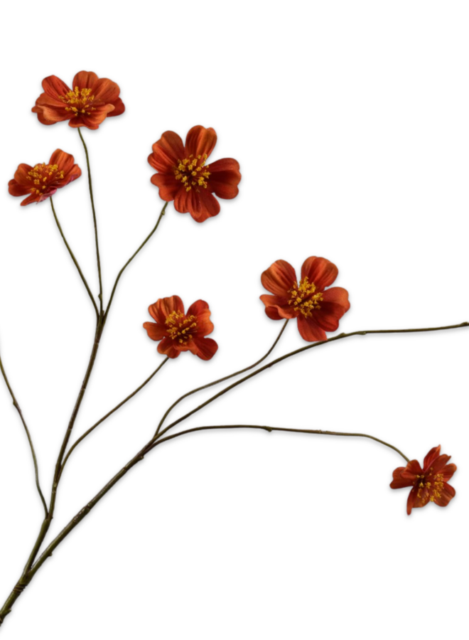 COSMOS TAK ORANJE 77 cm