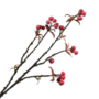APPEL TAK ROOD 69 cm