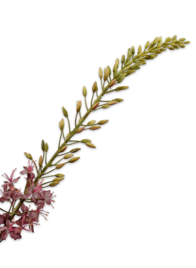 EREMURUS STEEL LILA 107 cm
