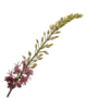 EREMURUS STEEL LILA 107 cm