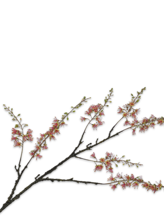 CAPPARIS TAK GROEN ROZE 131 cm