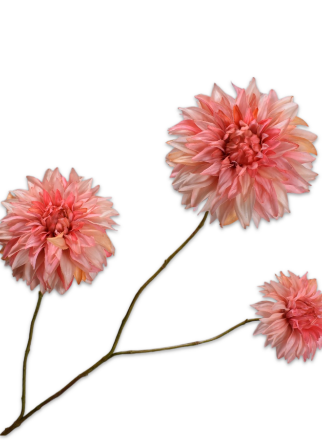 DAHLIA TAK ZALM 82 cm