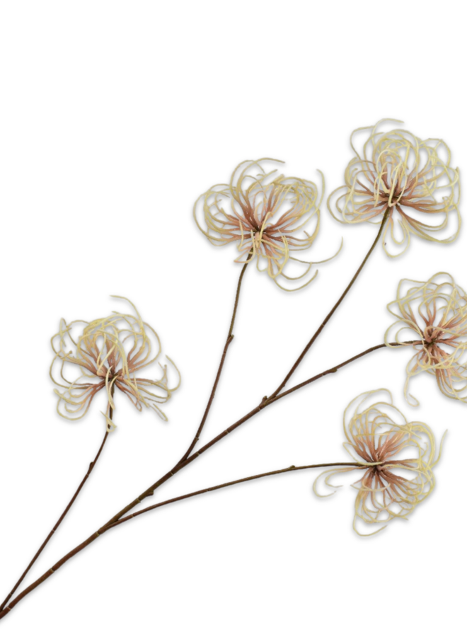 CLEMATIS TAK CREME BRUIN 95 cm