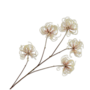 CLEMATIS TAK CREME BRUIN 95 cm