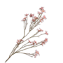 MARGRIET TAK ROZE 79 cm