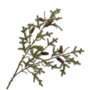 DENNEN TAK GROEN 108 cm