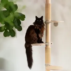 Cats Kattenboom N°1 Oranje