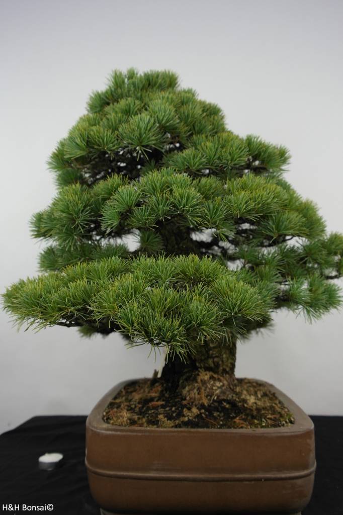  Bonsai Pinus  parviflora Japanse witte den nr 5895 www 