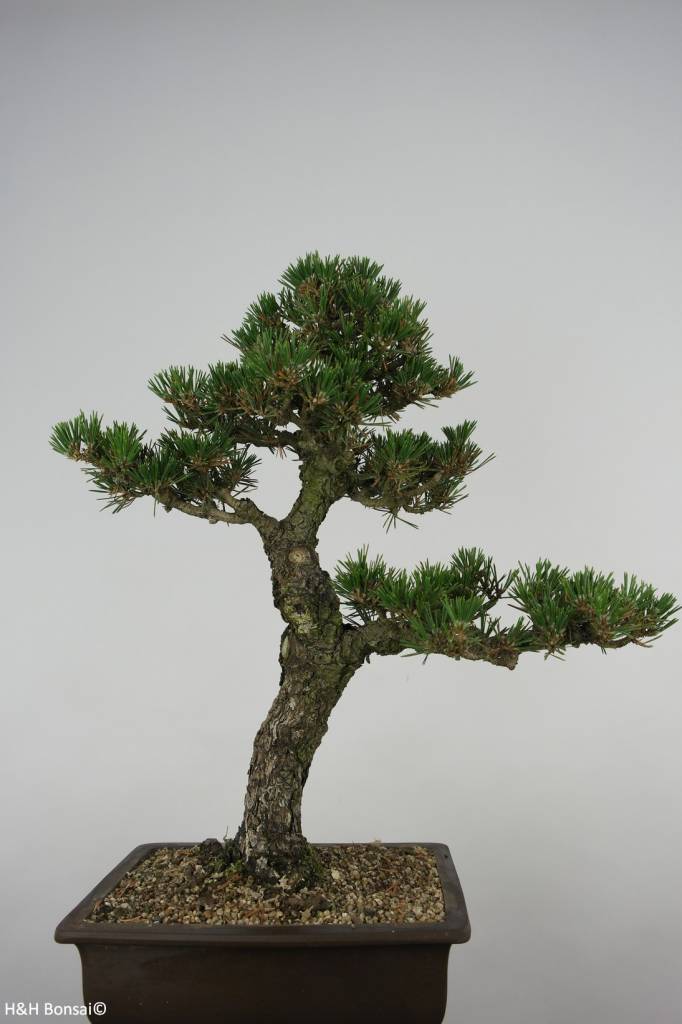 Bonsai Pinus thunbergii kotobuki, Japanse Zwarte den, nr