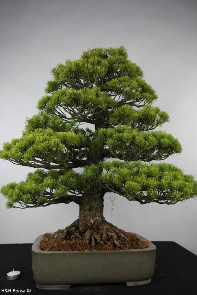 Bonsai White pine, Pinus parviflora, no. 6176 www