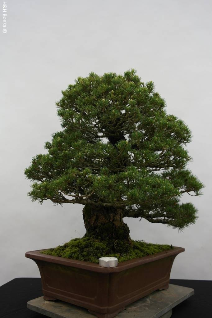  Bonsai  Pin blanc du Japon kokonoe Pinus parviflora 