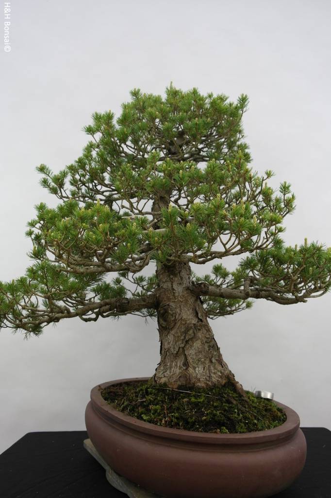  Bonsai  Pin blanc du Japon  zuisho Pinus parviflora zuisho 