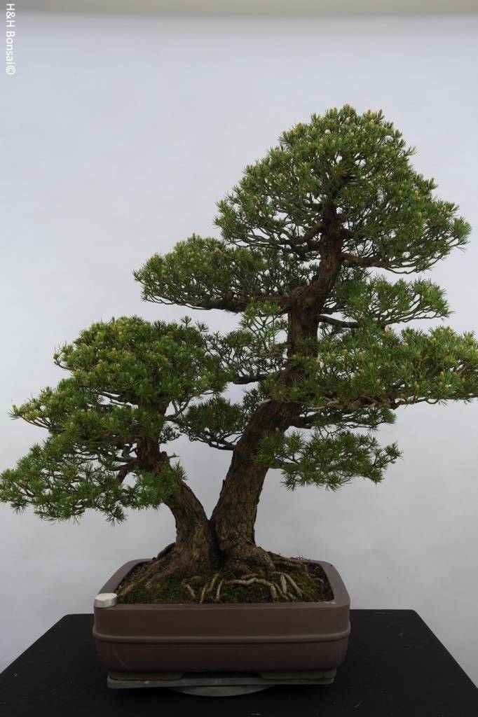  Bonsai Pinus  parviflora kokonoe Japanse witte den nr 
