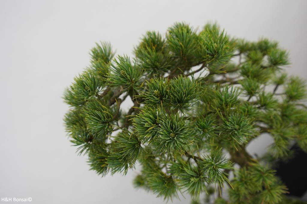 Bonsai Mädchenkiefer, Pinus penthaphylla, nr. 5503 - www.henhbonsai.nl