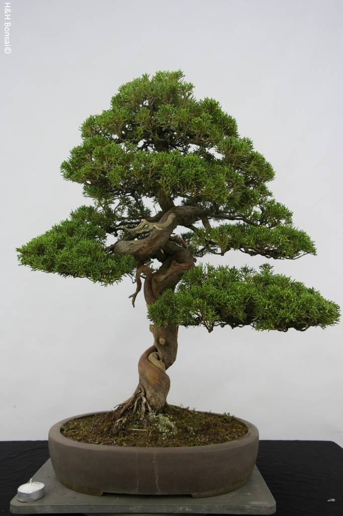Bonsai Chin. Wacholder, Juniperus chinensis itoigawa, nr