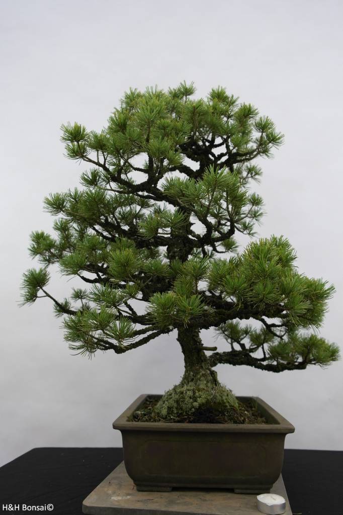  Bonsai  Pin blanc du Japon Pinus pentaphylla sp no 6433