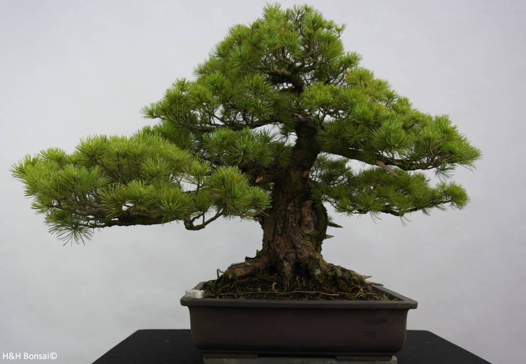  Bonsai  Pin blanc du Japon  azuma Pinus parviflora azuma 