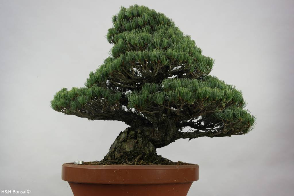 Bonsai Japanese White Pine, Pinus pentaphylla, no. 6453 - www.henhbonsai.nl