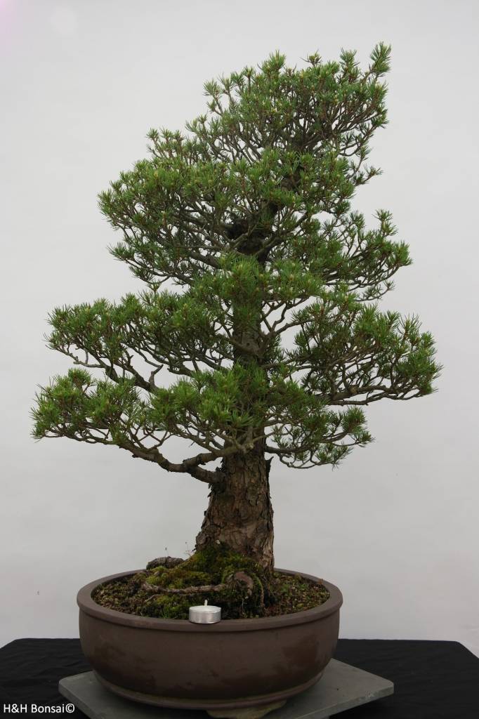  Bonsai  Pin blanc du Japon kokonoe Pinus parviflora 