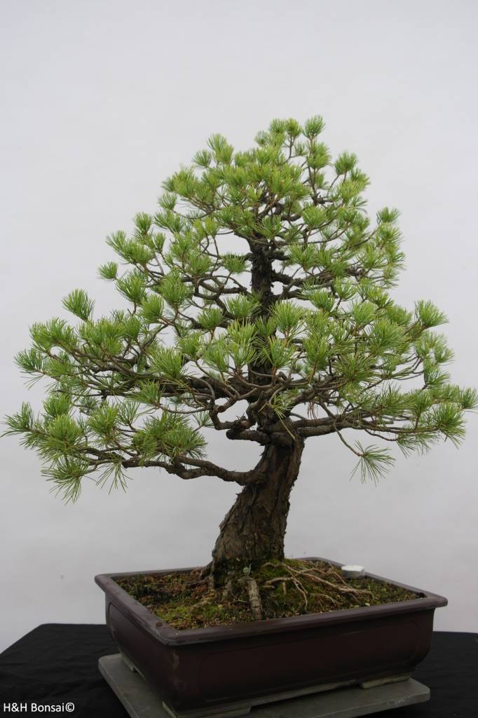  Bonsai  Pin blanc du Japon Pinus pentaphylla no 6458