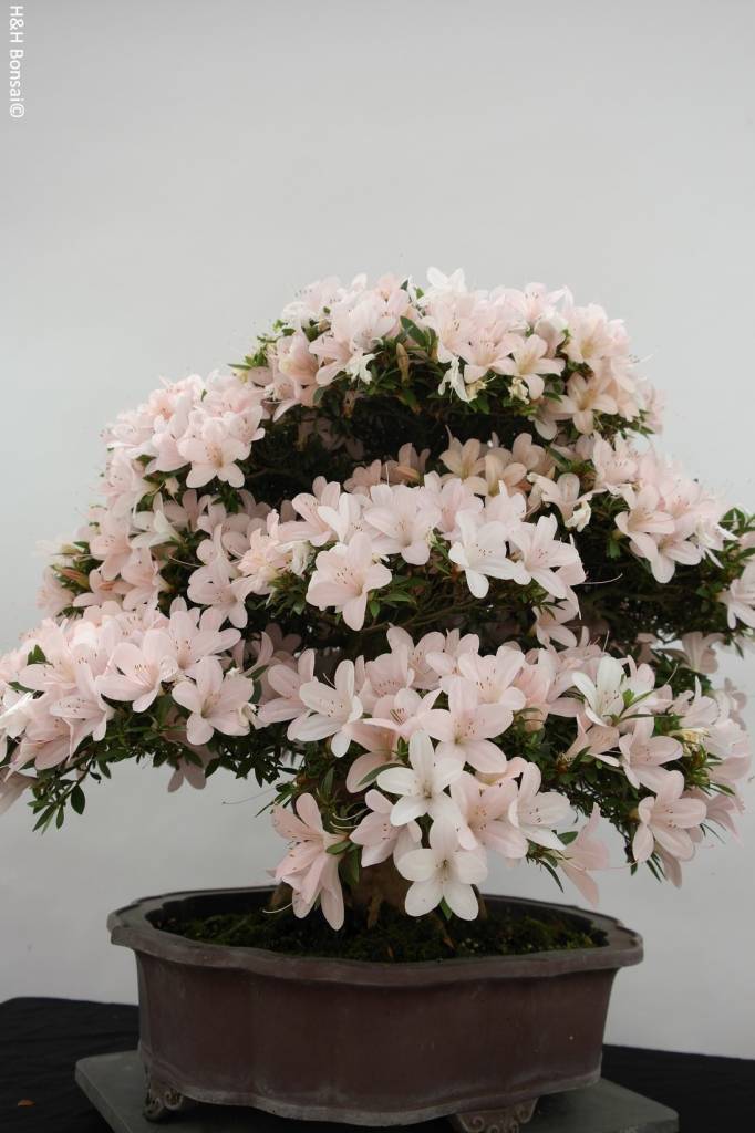 Bonsai Azalee Satsuki, Azalea Satsuki Kozan, nr. 5700